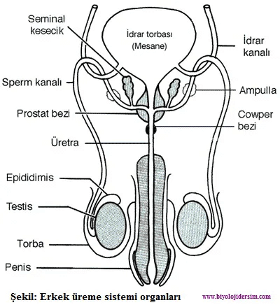 Erkek üreme sistemi nasıl çalışır?
